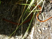 Smooth Earth Snake 006cr.jpg