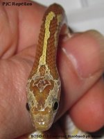 caramel bloodred headA.jpg