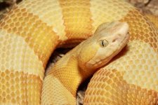Hypo Copperhead Robert Edwards 2.jpg