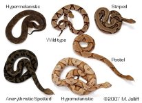 Copper%20group.jpg
