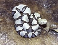 axanthiccopperhead.jpg