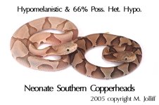 Hypo%20Copper%20&%20sib_.jpg