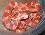 CIR016-Ate10.jpg