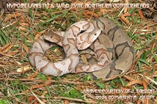 Hypo_%20&%20WT%20N_%20Copper%20(out).jpg
