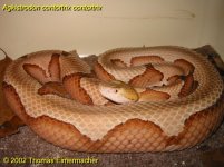mini-savannah04.jpg
