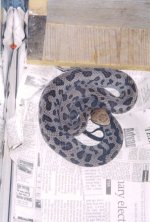 spotted copperhead WC NC.jpg