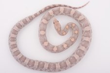 09 Lavender het anery hypo male (1).jpg
