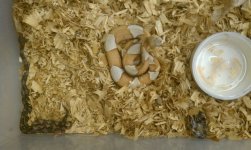 hypo copperhead MAYBE robert edwards.jpg