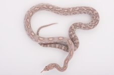 09 Lavender het anery hypo Female.jpg