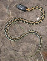 sp-thamnophis_cyr2.jpg