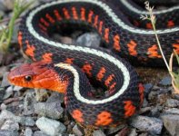 oregon red spot garter.jpg