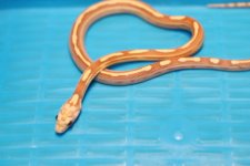 IMG_2759 Goldust Motleys Males (4) .JPG