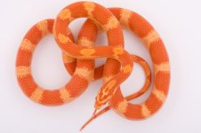 09 Banded Amel Mot (1).jpg