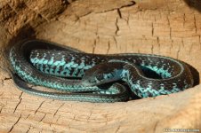 PugetSoundGarter.jpg