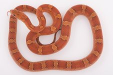 09 DIffused het pewter Female.jpg