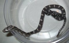 PBC dorsal rsz.JPG