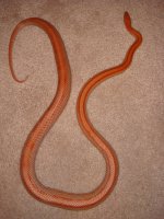Lore2011Gravid.jpg