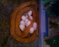RReggs_edited-1.jpg