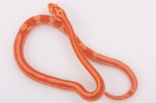 10-05-05 Amel Mot.jpg