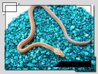F06_Hypo_Striped_BLooda.jpg