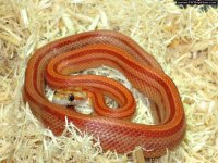 Hypo_Bloodred_Stripe_Female.jpg