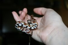 snake2-7.jpg