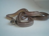 Aphrodite-Granite Stripe Female.JPG