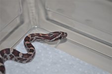 DSC_0002.JPG