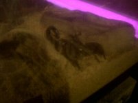 1289105650-picsay.jpg