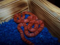 mandarin_bloodred_2.jpg