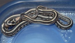 Tessera Okeetee 1.JPG