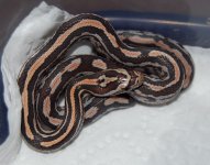 Tessera Okeetee 2.JPG