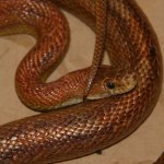 Ivory090310a.jpg