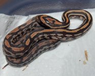 Tessera Okeetee 3.JPG