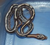 Tessera Okeetee 4.JPG