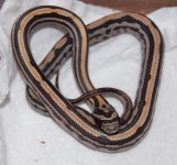 Tessera Okeetee 5.JPG