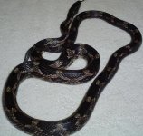 rat_corn_hybrid.JPG