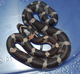 Tessera Okeetee 6.JPG