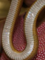 Ivory090310d.jpg