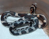 Tessera Okeetee 10.JPG