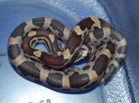 Tessera Okeetee 8.JPG