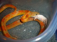 Scarlett Post-Lay Meal 002cr.jpg