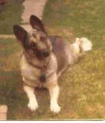 sheeba.JPG