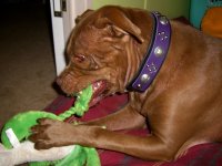 Bella's New Collar 005_800.jpg