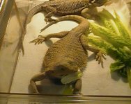 LettusBeardie.jpg