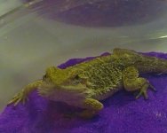 Beardie.jpg