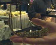 BabyBeardie.jpg