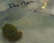 PacMan.jpg