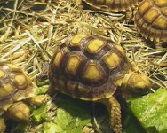 turtle.jpg