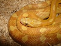 gold dust motley (Medium).JPG